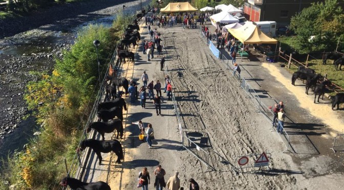 Fiera dei cavalli e dei bovini a Ferriere – 12 & 13 Ottobre